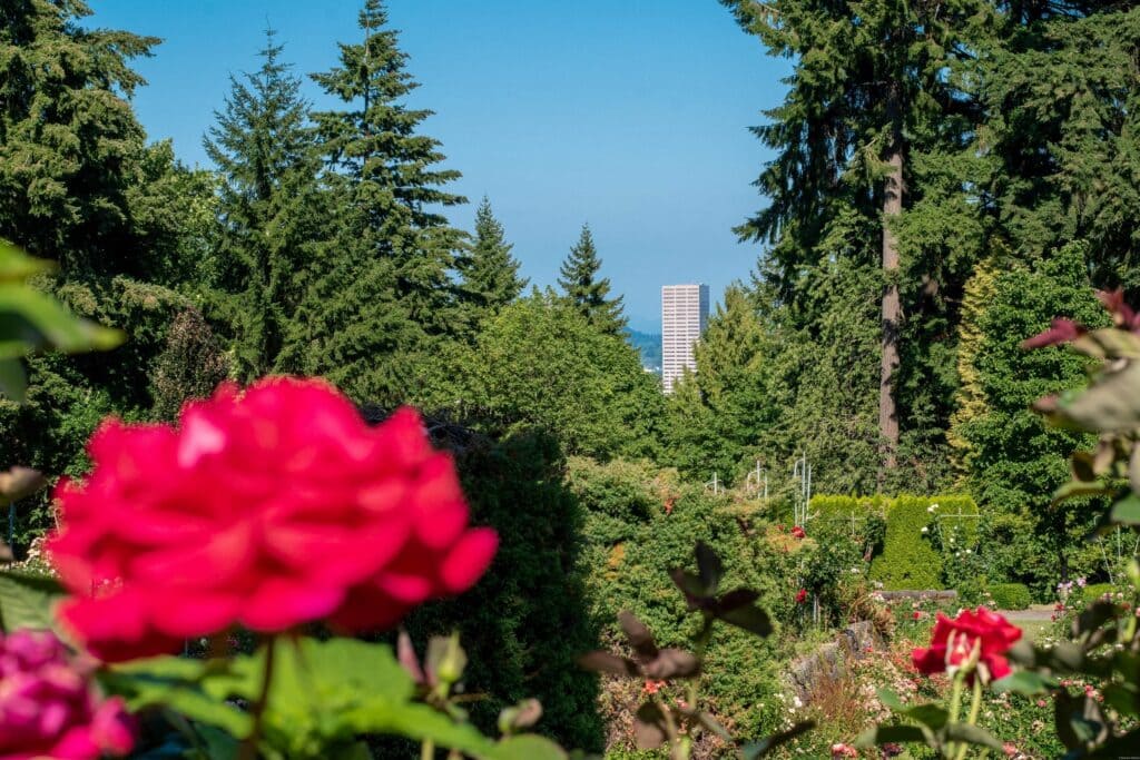 Beautiful Pink Red Roses Blooming in International Rose Test Garden in Washington Park