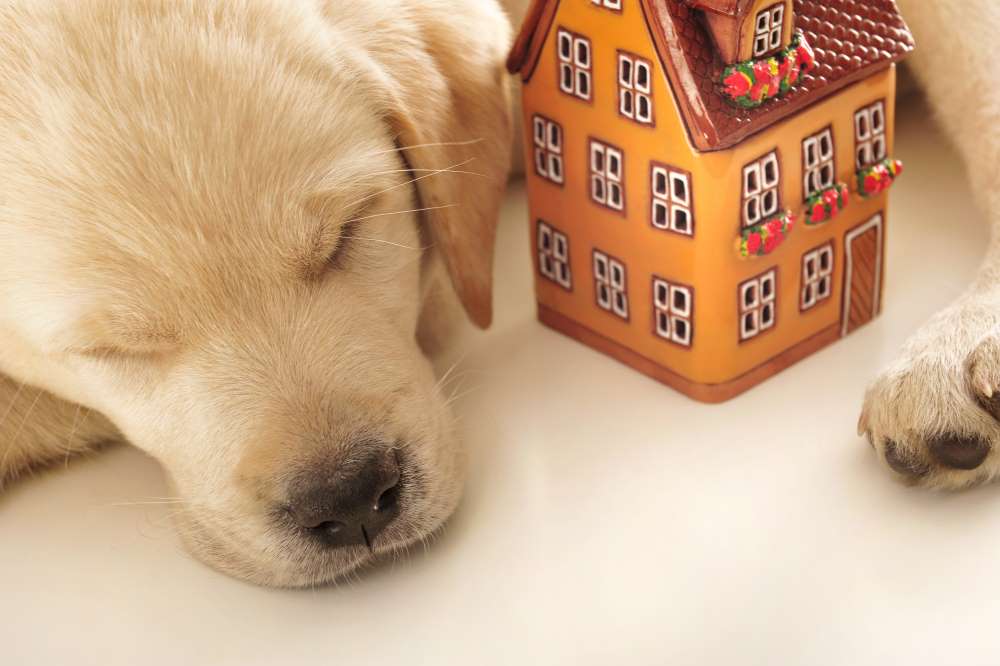 A Labrador puppy sleeps beside a house figurine, depicting how comfortable he is residing in his owner’s investment property. 