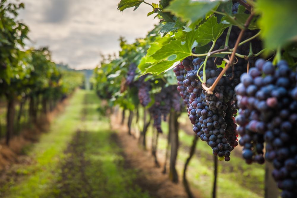 grape harvest in vineyard investing with a Self-Directed IRA