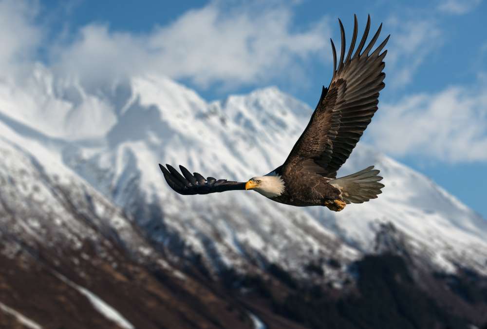 A bald eagle soars in the sky, depicting that with a successful investment, you can feel free as a bird.