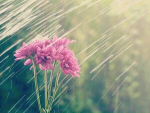 Flowers sit beneath the spring showers, showcasing that April showers can bring abundance, just like how a Self-Directed IRA may attract abundance to your retirement savings.