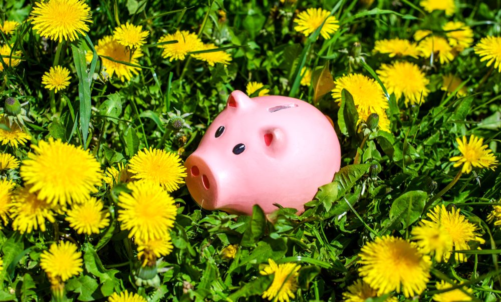 The financial mascot, the piggy bank, sits in a field of daffodils enjoying the tranquility and warmth that the season brings.